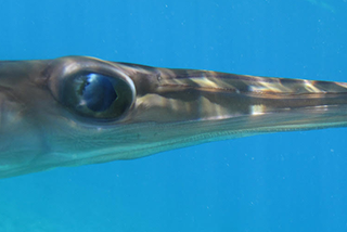Giornata mondiale della biodiversità