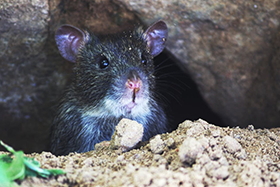Specie aliene invasive sulle isole, l’impegno della comunità internazionale